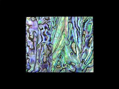 メキシコ貝【アバロン】ラミネイト板材 55X65X1.5mm通販 | ギター